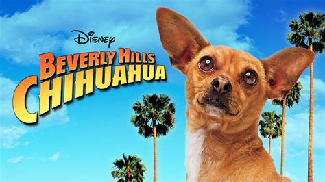 chloe beverly hills chihuahua|beverly hills chihuahua release date.